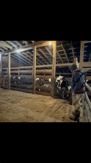 Loading cows into the pot #salebarn #farmtok #farmlife | David Beechy