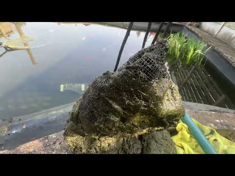 Champion carp pond. Teaser