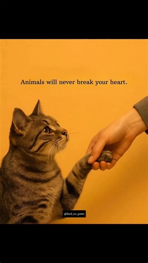 31 reactions | They don't judge, they don't lie - they just love you in their purest form. 奈✨ Credits Removal kindly please DM me :) #love #bekind #catsagram #catsofinstagram #reels | Feed To Paws | Facebook