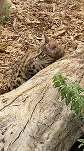 Gaia, our fierce little black-footed cat, got a fancy perfume spritz this morning for some paws-itively awesome olfactory enrichment! 👃🐾💨 Enrichment keeps her curious and engaged—plus, who doesn’t love a little luxury? Environmental enrichment is the practice of creating stimulating environments for zoo animals, enabling them to exhibit natural behaviors, exercise control and choice over their surroundings, and enhance their overall well-being. This process often involves introducing objects,