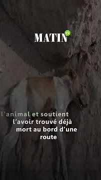 Aïd Al Adha : La vidéo d'un youtubeur cuisinant un chien errant sous le feu des critiques