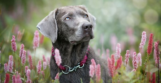 Silver Lab vs Weimaraner: 5 Key Differences