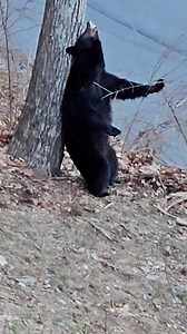 100K views · 1.4K reactions | HE WAS BEAR-Y ITCHY: An Asheville, NC, woman got quite the sight when she discovered a black bear using a tree in her yard as a makeshift back-scratcher. 'I went out to see what was going on and saw the bear scratching,' said Debra Howell, via Storyful. 'I luckily had my camera and recorded the whole thing.' As of March 21, Howell's clip has more than 8.4M views on TikTok. | NowThis | Facebook