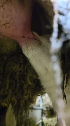 New lamb learning to drink #faithfamilyfarming #sheep #lambing #nursing #training #quicklearner #yay