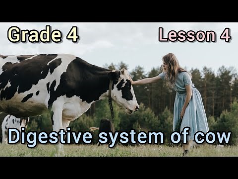 concept 1-1lesson 4 | do cows really have four stomachs | digestive system of cow | science grade 4