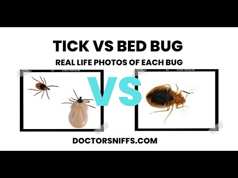 Tick vs Bed Bug: 7 Major Differences