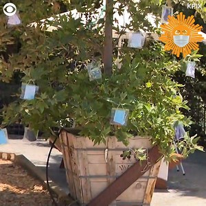 43K views · 1.8K reactions | People in this California town found a creative way to make face masks accessible. Look no further than the trees. https://cbsn.ws/2DTJX4C | CBS Sunday Morning | Facebook