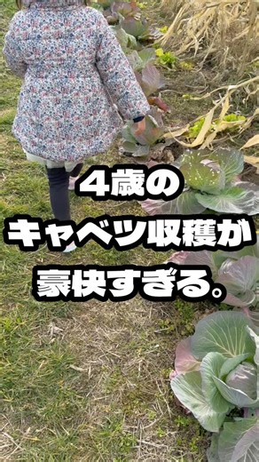 ピースファーム《ちょこっと自給農》 on Instagram: "ほんといつ覚えたん？ #ちょこっと自給農 #自然栽培 #家庭菜園 #無農薬 #無肥料 #キャベツ栽培 #収穫 #畑で子育て #子育てパパ #食育 #ちょこさん #オーガニック #有機栽培"