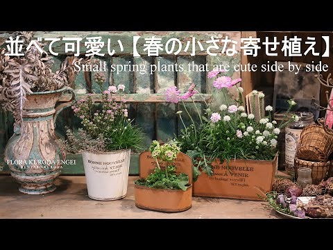 寄せ植え／並べて可愛い 春の小さな寄せ植え【春のガーデニング】桜色コーディネート-フローラ黒田園芸-4K ULTRA HD