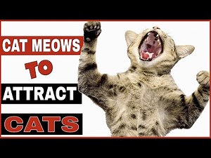 Cat Meowing To Attract Cats