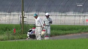 Pesticide spraying RC helicopter. ラジコン 農薬散布 産業用無人ヘリ YANMAR ヤンマー The small rice field in Japan.