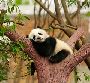 PANDA FACTS, and much more. Discover them now on SEEtheWILD