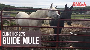 35K views · 48 reactions | Each of the horses at Ever After Mustang Rescue in Maine has a story, but for one horse named Jazz, his story is particularly special. Want more of this? Join Critters on the Clock today! | Very Local | Facebook