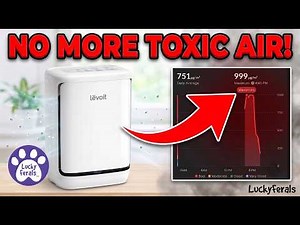 Levoit Vital Pet Pro SELF-CLEANING Air Purifier Put To The Ultimate Test! Game Changer!