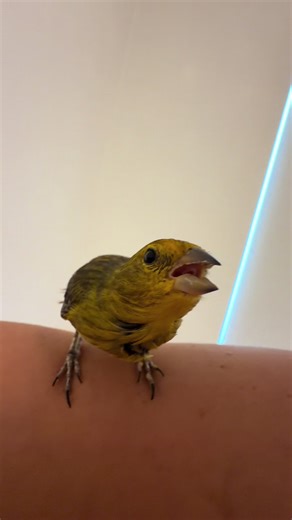 El pajarito más bravo: Pichón y su valentía