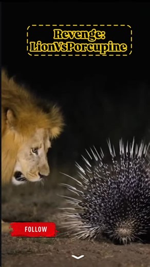 Lion vs. Porcupine: The King Meets His Match Did you know? Lions actively avoid Porcupines! This is why. Quills are tipped with barbs that make them nearly impossible for the lion to remove. #ai #sora #wildlife #lionattack #porcupinequills | Rabia Naveed | Facebook