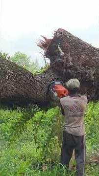 Memotong cabang pohon yang sedang melayang #reelsvideo #woodworking #youtubeshorts