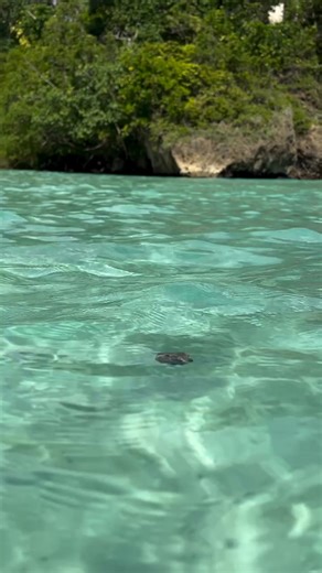 9.2K views · 204 reactions | Beach days hit different when you get to experience the simple joys of island life ⁠ ⁠ @frenchmanscoveja ⁠ ⁠ #VisitJamaica #FrenchmansCove #Jamaica #PortAntonio | VisitJamaica | Facebook