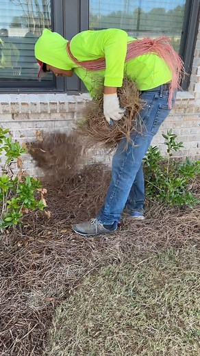 12K views · 12 reactions | How to install pine straw #landscaping #pinestraw #lawncare #october | Green Industry Podcast with Paul Jamison | Facebook