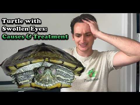 How to Treat Turtle Swollen Eyes and Eye Infections