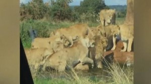 Nine lionesses attack lion as horrified visitors look on