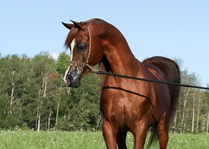 NEW VIDEO coming soon of US National Champion Beckham UA! LIKE YOU’VE NEVER SEEN HIM BEFORE! #staytuned🌹🌹🌹🔥🔥🔥🔥🔥 | Victoria Cross Farm