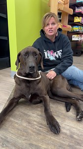 8.1K views · 288 reactions | Adopt Lucy from Ruff Love Rescue. She’s a Lab/ Great Dane mix. She loves people and will be a loving, faithful companion for some lucky forever home. www.RuffLoveRescue.com | Ruff Love Rescue | Facebook