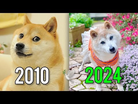 Famous Animal Memes That Died 🕊️🥹