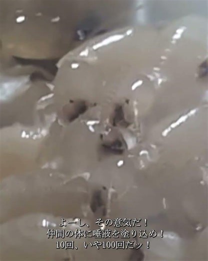 シロアリ流！最強の感染症対策 #シロアリ #シロアリ対策 #シロアリ駆除