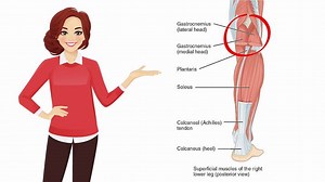 Soleus Muscle | Definition, Function & Anatomy