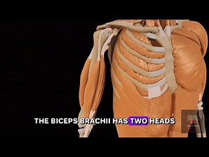 3D Animation of Arm Muscles | Medical Anatomy Tutorial for Students