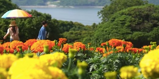 How To Visit Nokonoshima Island in Fukuoka - Fukuoka