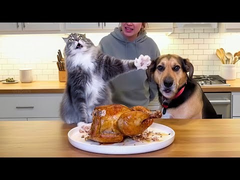 Funniest Fails With Animals Ever – Cats, Dogs & More!