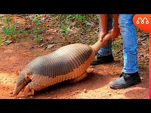 WHEN THE ARMADILLO GETS GIANT