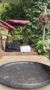 Calathea curling leaves problem #gardening #homegardening #gardeningtips #plantmom Mamalyn's Garden | Mamalyn's Garden
