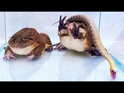 Asian Bullfrog Eats Big Angry Snake! Mr Frog Live Feeding