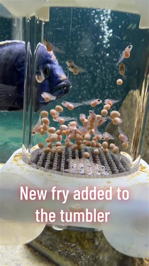 African Cichlid Fry Update: Day 24