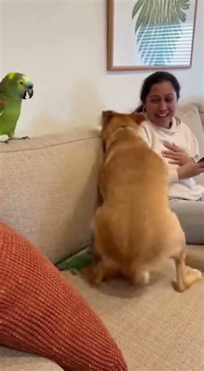 Parrot Throws Lizard at Sleeping Dog – What Happens Next Is Hilarious! 😂🐶🦜