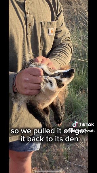 Badgers: The Original Bad Ass of the West