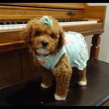 Saylor Hearthside Poodle Baby 10 weeks old