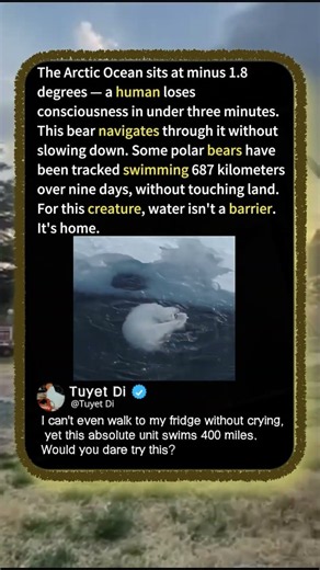 Why Polar Bears Own the Freezing Arctic Sea! 🐻‍❄️ #Wildlife #Nature #Arctic