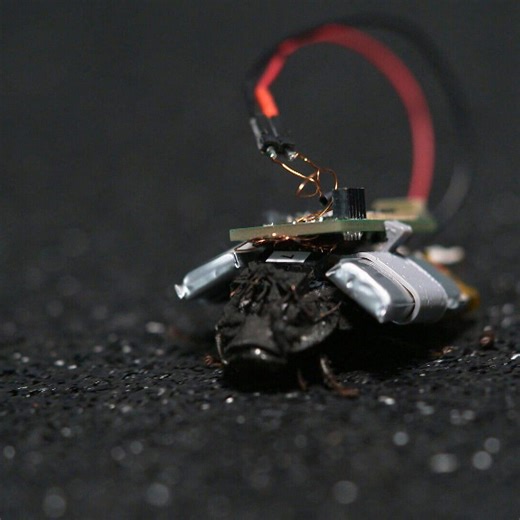 Cockroaches could be part of the future of spycraft