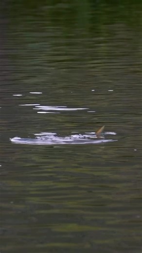 70K views · 881 reactions | How To — Fly Fishing with Emergers | Venturesflyco | Facebook