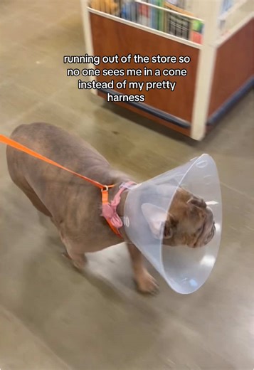 She said “mom we need to leave NOW” 😂🩷 blue got spayed today and is home resting and recovering! #dogpack #bulldogsoftiktok #bluethebulldog #fyp #petsmart