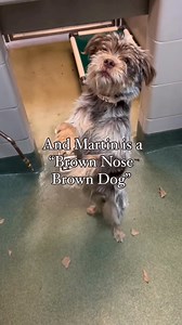 You never know who you might meet at your local rescue, shelter, or PetSmart Charities Everyday Adoption Center—so many amazing pets are waiting to find their loving homes! 🐾❤️ Whether big or small, energetic or laid-back, there’s a perfect match for everyone. Looking to adopt? Stop by the adoption center at your local PetSmart or visit a nearby shelter, like Santa Fe Animal Shelter & Humane Society, to find your new best friend. We’re proud to support our partners, providing resources to help 