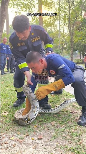 Legs too wide! 🐍🫨 #python #constrictingsnake #snake #catchingsnakesbarehanded #PinyoTheSnakeCatch...
