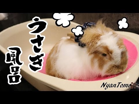 How to put a rabbit's bath