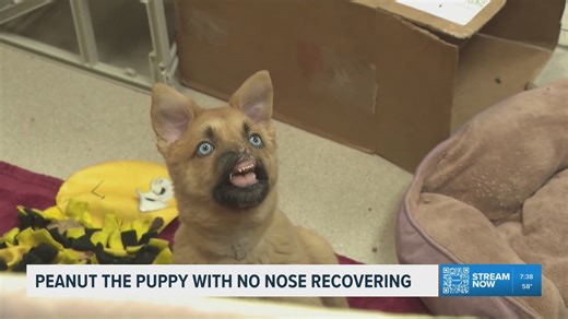 Puppy with no nose recovering at California shelter