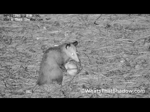 Cute Baby Possum (Opossum) Eating Pear | WhatsThatShadow.com