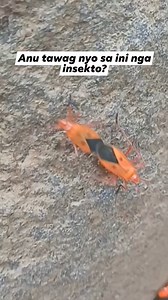 1.6M views · 3.7K reactions | Anu ni nga insects man? #insects #followers #NEGROS #everyone #highlights #fbreels #fbreelsvideo #reelsvideo #byahenibalbon #negrostraveler | Byahe Ni Balbon | Facebook